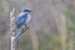 Florida Scrub Jay, Aphelocoma coerulescens