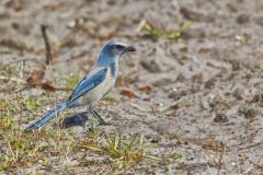 Florida Scrub Jay, Aphelocoma coerulescens