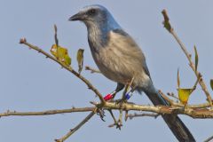 Florida Scrub Jay, Aphelocoma coerulescens