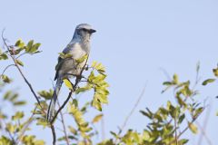 Florida Scrub Jay, Aphelocoma coerulescens