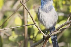 Florida Scrub Jay, Aphelocoma coerulescens