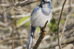 Florida Scrub Jay, Aphelocoma coerulescens