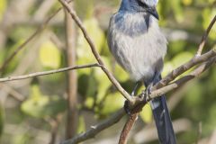 Florida Scrub Jay, Aphelocoma coerulescens