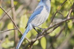 Florida Scrub Jay, Aphelocoma coerulescens