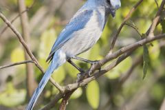 Florida Scrub Jay, Aphelocoma coerulescens