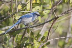 Florida Scrub Jay, Aphelocoma coerulescens