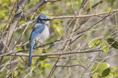 Florida Scrub Jay, Aphelocoma coerulescens