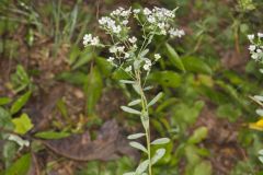 Flowering Spurge, Euphorbia corollata