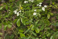 Flowering Spurge, Euphorbia corollata