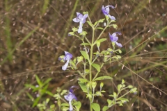 Forked Bluecurls, Trichostema dichotomum