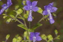 Forked Bluecurls, Trichostema dichotomum