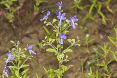 Forked Bluecurls, Trichostema dichotomum