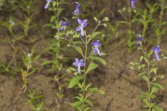 Forked Bluecurls, Trichostema dichotomum