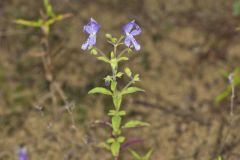 Forked Bluecurls, Trichostema dichotomum