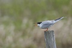 Forster's Tern, Sterna forsteri