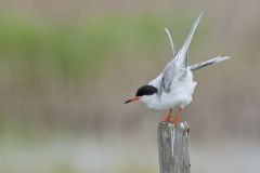 Forster's Tern, Sterna forsteri