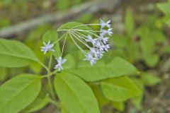 Four-leaved Milkweed, Asclepias quadrifolia