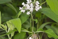 Four-leaved Milkweed, Asclepias quadrifolia