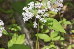 Four-leaved Milkweed, Asclepias quadrifolia