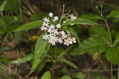 Four-leaved Milkweed, Asclepias quadrifolia