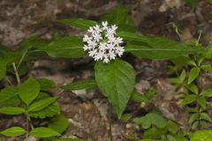 Four-leaved Milkweed, Asclepias quadrifolia