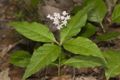 Four-leaved Milkweed, Asclepias quadrifolia