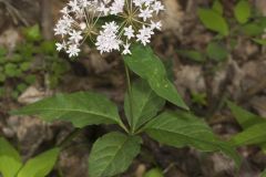 Four-leaved Milkweed, Asclepias quadrifolia