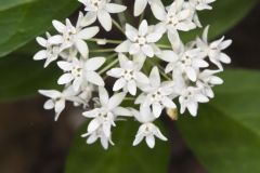 Four-leaved Milkweed, Asclepias quadrifolia