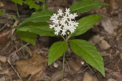 Four-leaved Milkweed, Asclepias quadrifolia