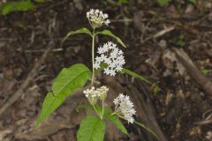 Four-leaved Milkweed, Asclepias quadrifolia