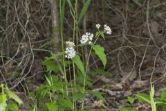 Four-leaved Milkweed, Asclepias quadrifolia