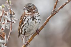 Fox Sparrow, Passerella iliaca