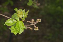 Fragrant sumac, Rhus aromatica