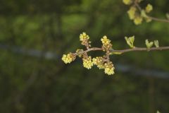 Fragrant sumac, Rhus aromatica