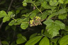 Fragrant sumac, Rhus aromatica
