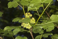 Fragrant sumac, Rhus aromatica