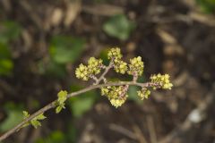 Fragrant sumac, Rhus aromatica