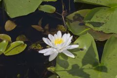 Fragrant Water Lily, Nymphea odorata