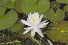 Fragrant Water Lily, Nymphea odorata