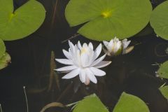 Fragrant Water Lily, Nymphea odorata