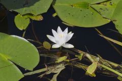 Fragrant Water Lily, Nymphea odorata