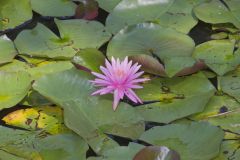 Fragrant Water Lily, Nymphea odorata