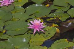 Fragrant Water Lily, Nymphea odorata