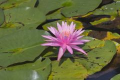 Fragrant Water Lily, Nymphea odorata