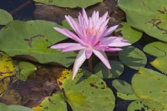 Fragrant Water Lily, Nymphea odorata