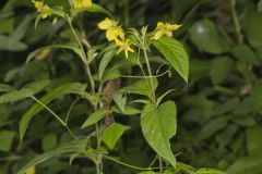 Fringed Loosestrife, Lysimachia ciliata