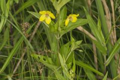 Fringed Loosestrife, Lysimachia ciliata