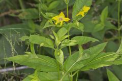 Fringed Loosestrife, Lysimachia ciliata