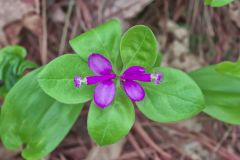 Fringed Polygala; Polygala paucifolia