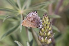 Frosted Elfin, Callophrys irus